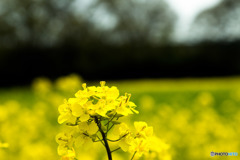 菜の花
