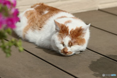 今日の寝猫1