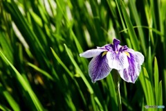 菖蒲2