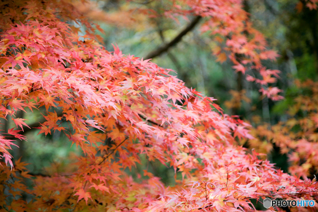 紅葉