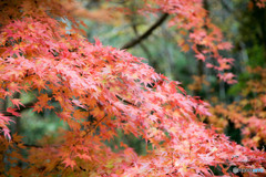 紅葉