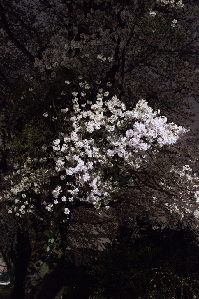 夜の桜
