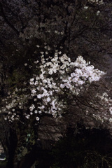 夜の桜