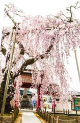 乙姫桜0-2