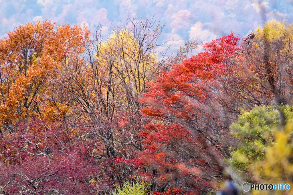 日光紅葉1