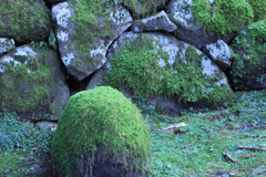 苔石