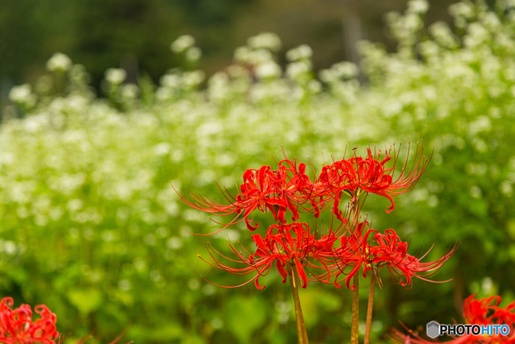 彼岸花とそばの花-4