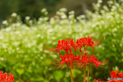 彼岸花とそばの花-4