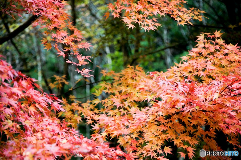 紅の葉