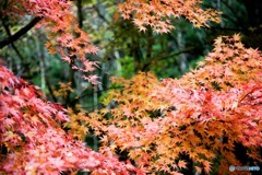紅の葉