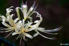 曼珠沙華-1