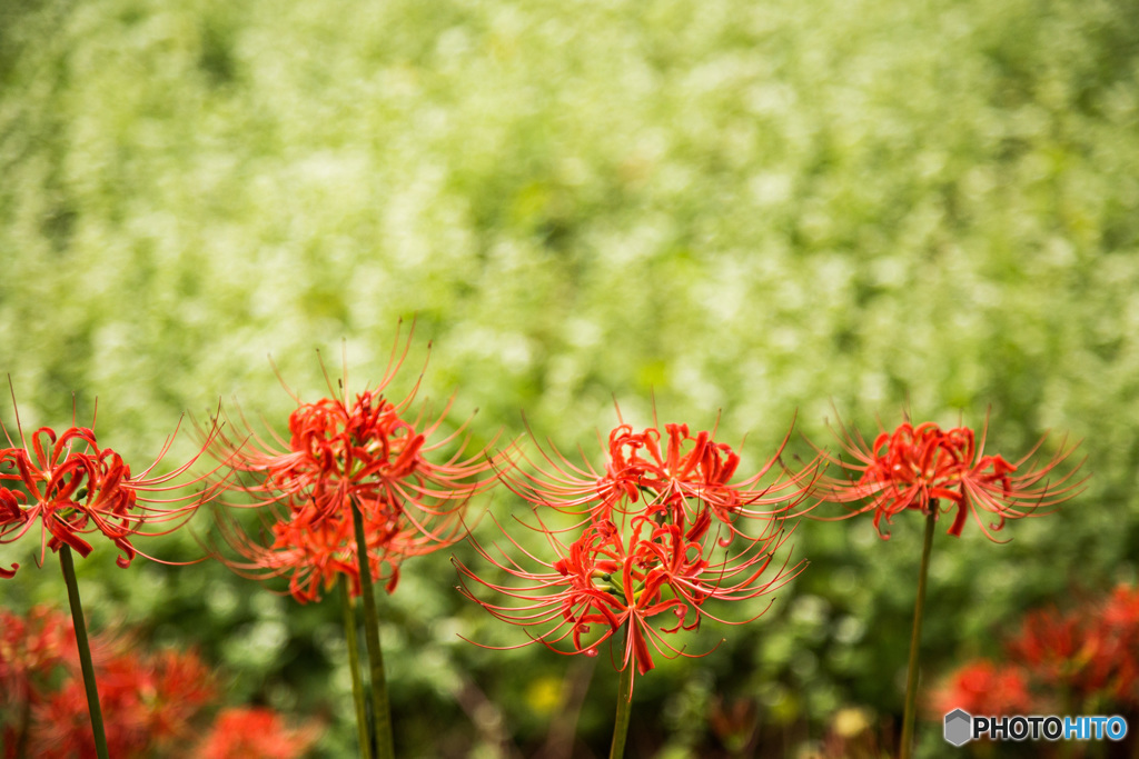 彼岸花とそばの花