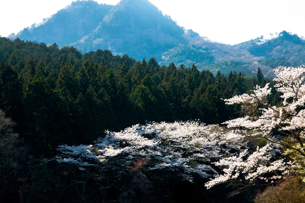 古賀志山