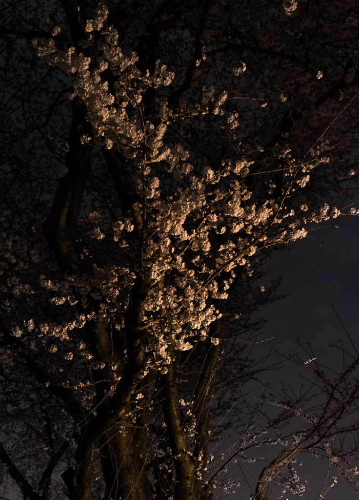 宵の桜
