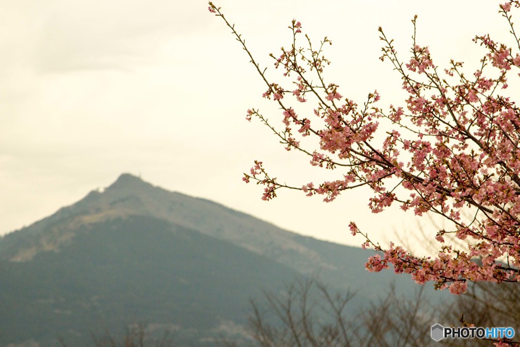 河津桜と筑波山