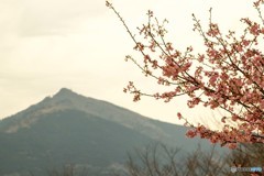 河津桜と筑波山