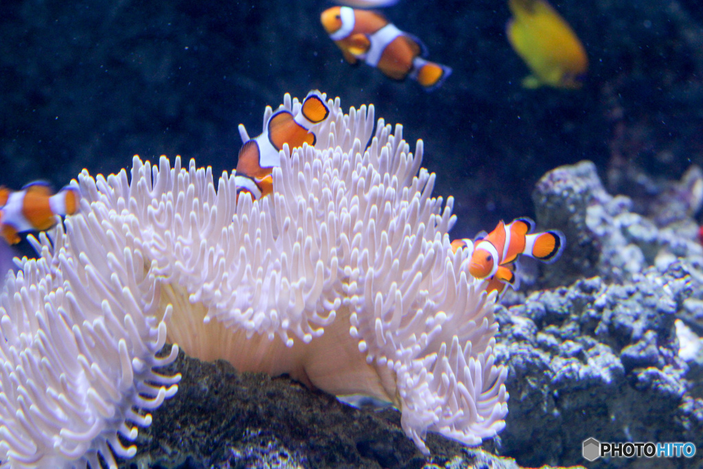 水族館4