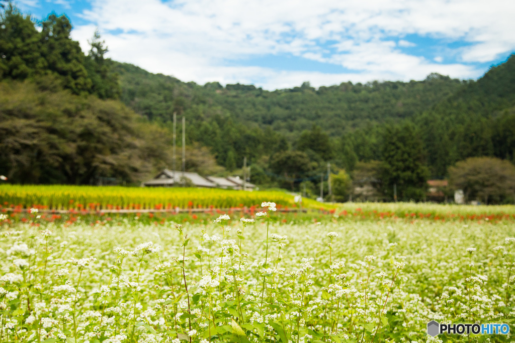彼岸花とそばの花-2