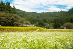 彼岸花とそばの花-2