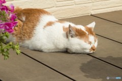 今日の寝猫2
