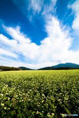 蕎麦の花と筑波山1