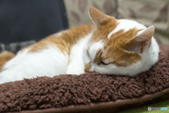 今日の寝猫