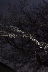 闇の桜