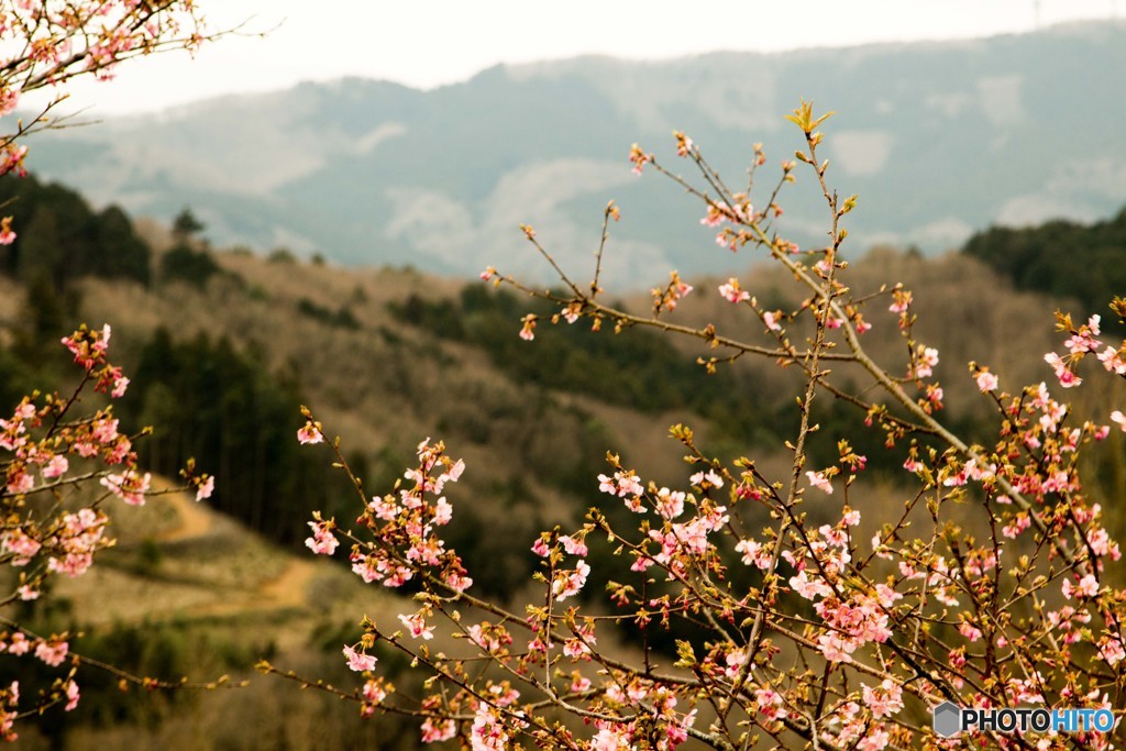 里山と桜2