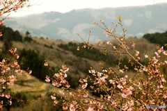 里山と桜2