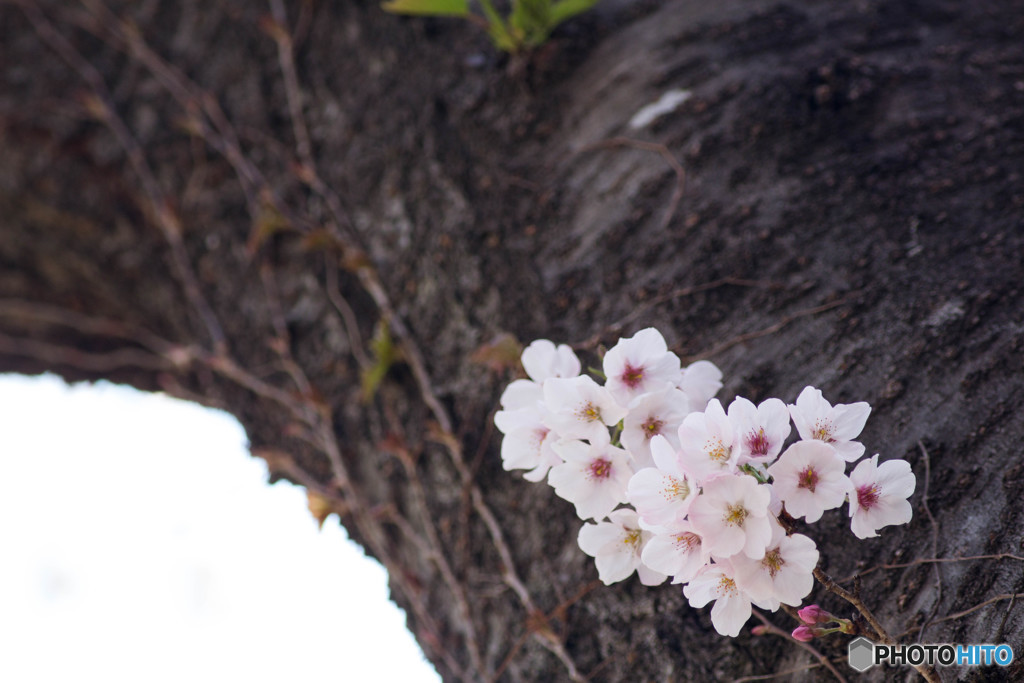 春桜3