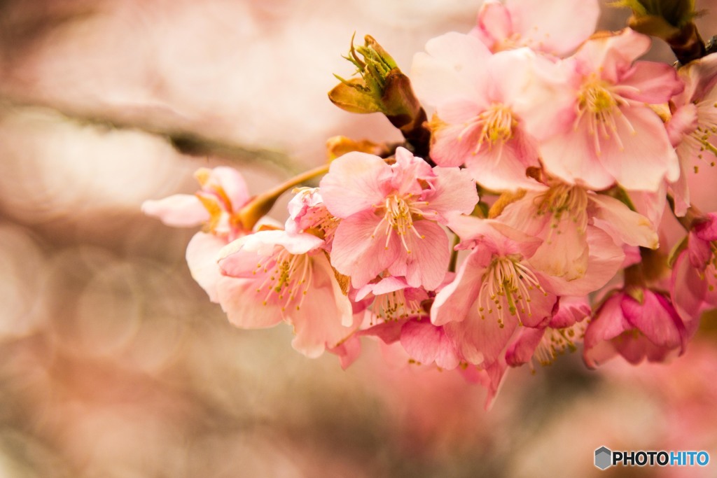河津桜1