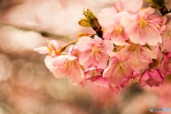 河津桜1