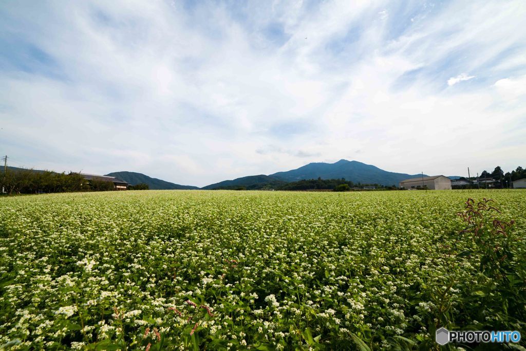 蕎麦の花と筑波山