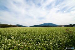 蕎麦の花と筑波山