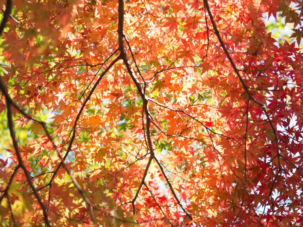 紅葉大平