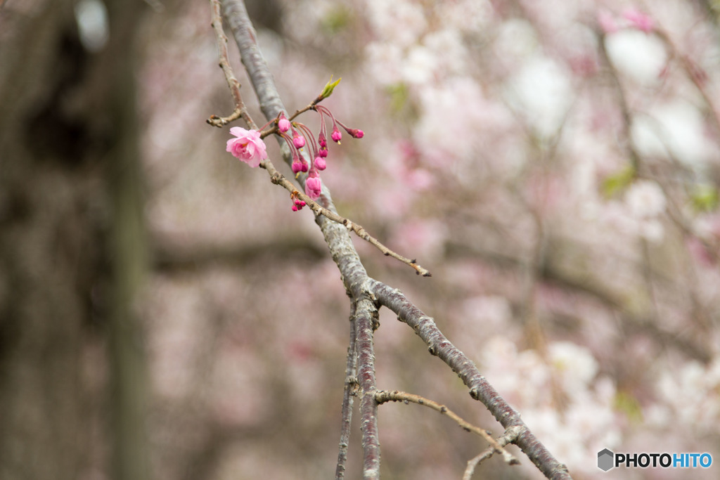 枝垂れ桜