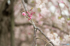 枝垂れ桜