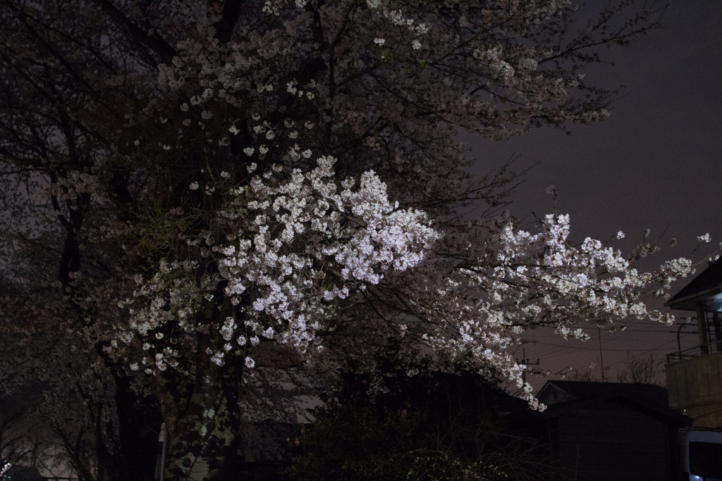 雲の桜