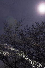 月の桜