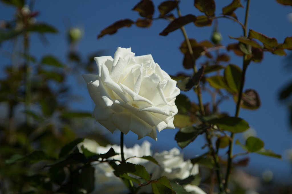 白薔薇