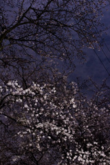 宵の桜その２
