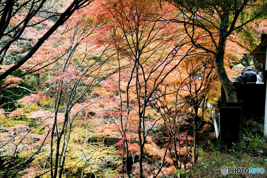 紅葉の集い