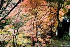 紅葉の集い