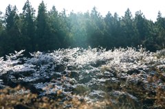 光桜
