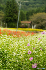 彼岸花とそばの花とコスモス-2