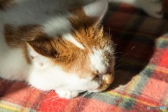 寝猫1