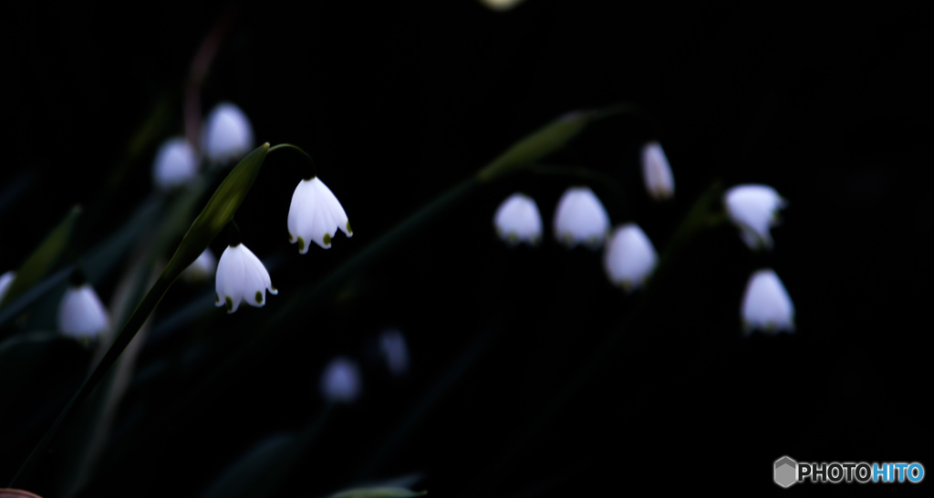 白い寂しそうな・・・・・