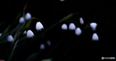 白い寂しそうな・・・・・