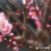 春の梅