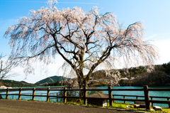 シダレ桜と飛行機雲